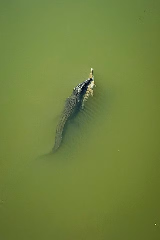 Trong một chuyến bay trưa, kỹ sư Lynde James đã vô tình bắt gặp và ghi lại được cảnh tượng kỳ thú khi cá sấu nước mặn tấn công và ăn thịt cá sấu nước ngọt tại một con sông thuộc Kununurra, một thị trấn ở xa phía bắc của Tây Australia.