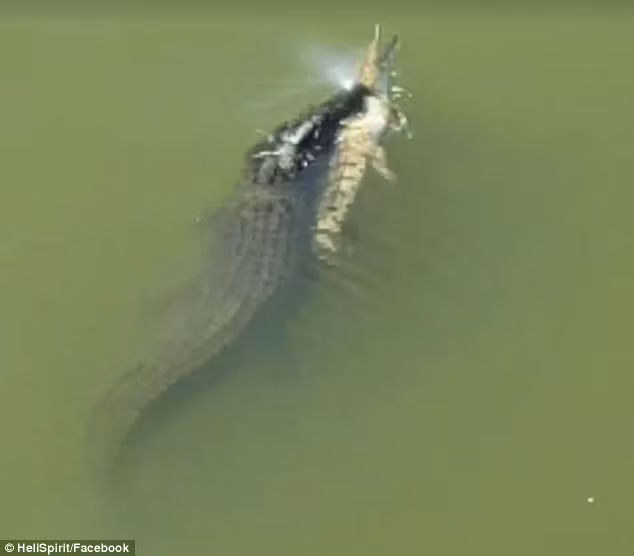 Cá sấu nước mặn hay còn gọi là cá sấu khổng lồ, cá sấu cửa sông, cá sấu hoa cà, được đánh giá là loài cá sấu lớn nhất. Chúng có thể tấn công cả trăn khổng lồ và những con vật có kích thước lớn hơn nhiều lần bản thân.