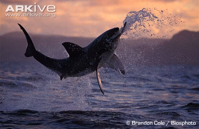 Trong ảnh là khoảnh khắc một con cá mập trắng lớn tung mình đớp trọn hải cẩu trong buổi hoàng hôn tuyệt đẹp. (Ảnh: Arkive)