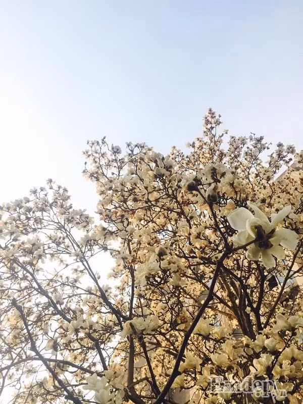 Xao xuyen long ngam Bac Kinh mua 