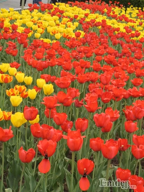 Xao xuyen long ngam Bac Kinh mua 