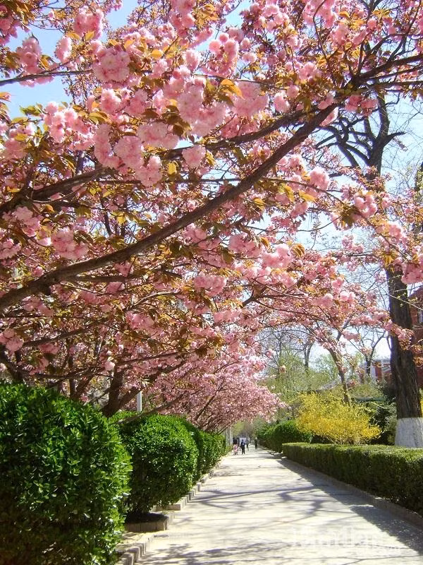 Xao xuyen long ngam Bac Kinh mua 