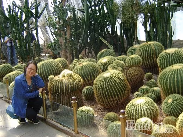 Xao xuyen long ngam Bac Kinh mua 