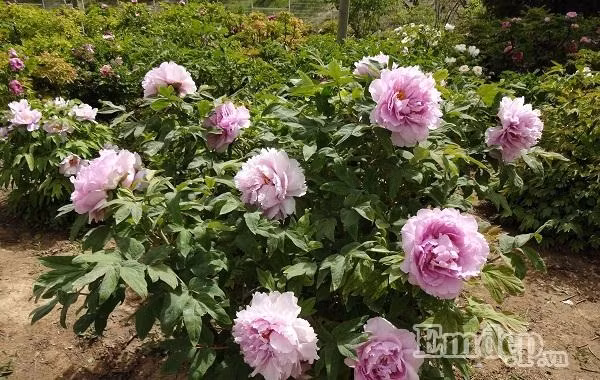 Xao xuyen long ngam Bac Kinh mua 