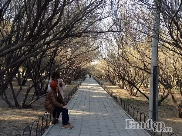 Xao xuyen long ngam Bac Kinh mua 