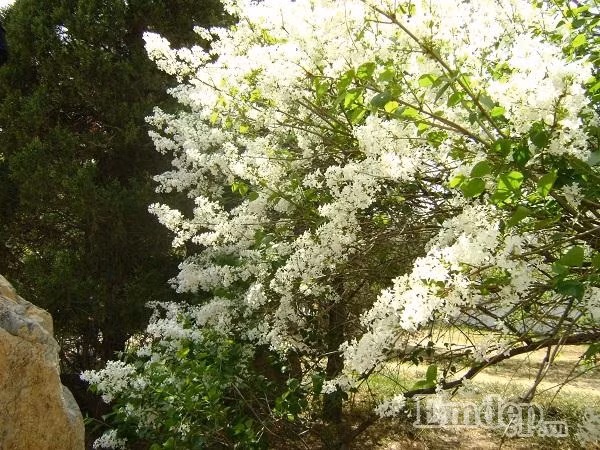 Xao xuyen long ngam Bac Kinh mua 