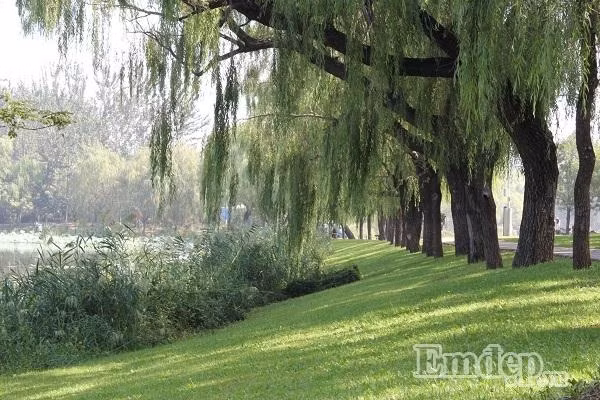Xao xuyen long ngam Bac Kinh mua 