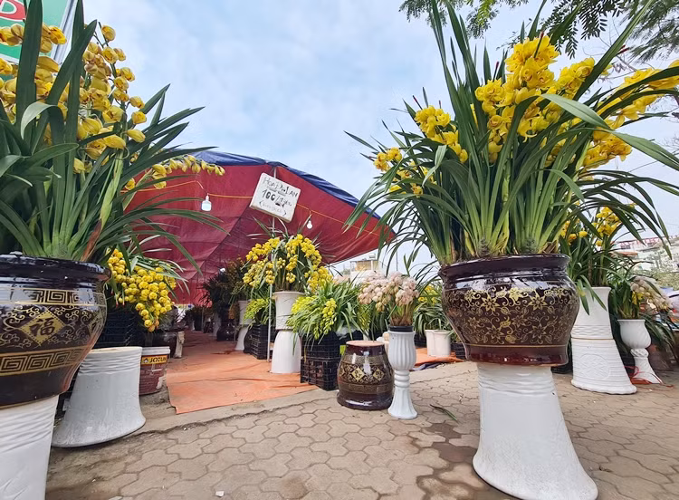 Địa lan được treo giá 100 nghìn đồng/cành. Trước đó vài ngày, giá dao động từ 130 nghìn đồng - 150 nghìn đồng/cành.