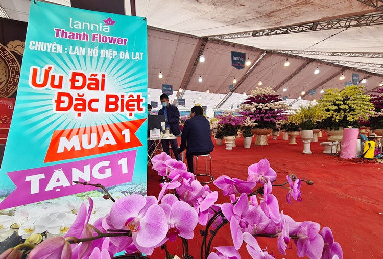 Trong khi đó, tại khu vực chợ hoa Lạc Long Quân (Hà Nội), nhiều cửa hàng hoa cũng đua nhau xả hàng. Lannia - đơn vị cung cấp lan hồ điệp lớn nhất miền Bắc áp dụng ưu đãi sốc, mua 1 tặng 1, voucher khuyến mại lến tới 15%