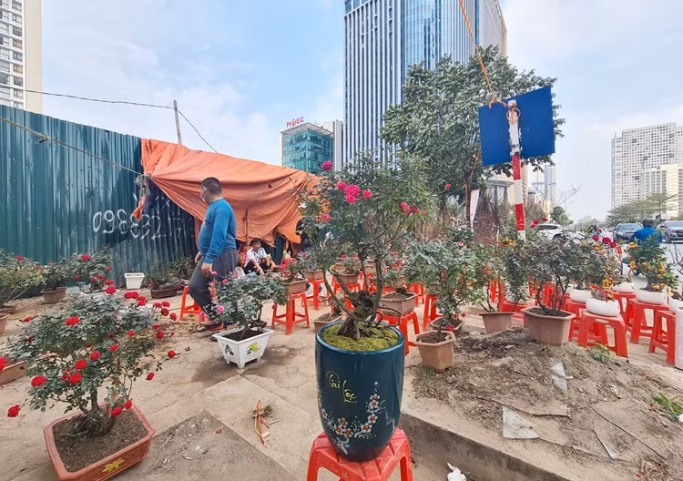 Hồng SaPa được bán đồng giá 800 nghìn/gốc (tính cả tiền chậu). Mấy ngày trước giá cao hơn rất nhiều.