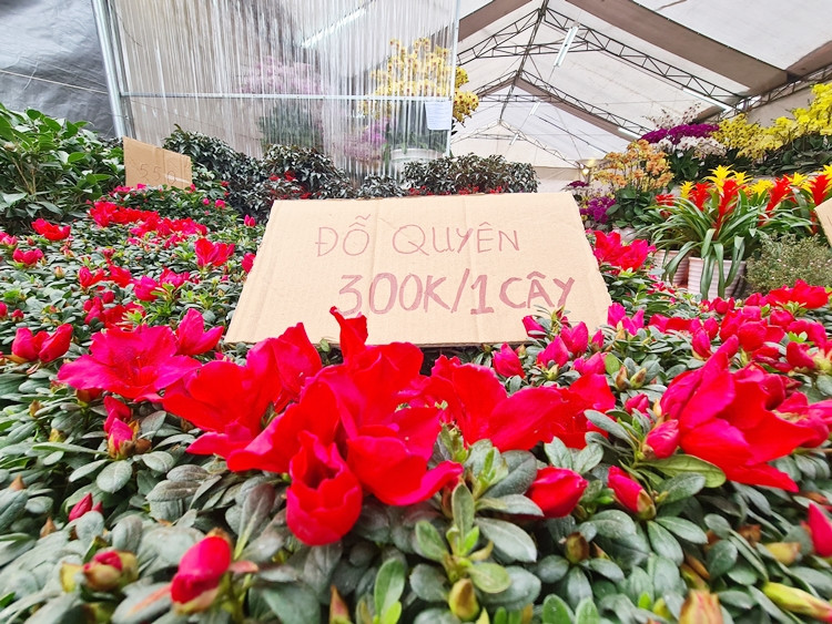 Hoa đỗ quyên bán "thanh lý" 300 nghìn đồng/cây.