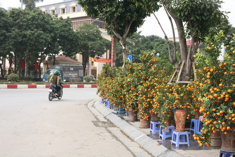 Cảnh đìu hiu bao trùm con đường hoa Lạc Long Quân trước thềm Tết Nguyên đán Tân Sửu 2021.