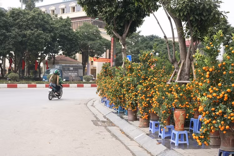 Cảnh đìu hiu bao trùm con đường hoa Lạc Long Quân trước thềm Tết Nguyên đán Tân Sửu 2021.