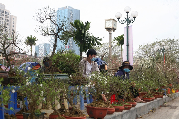 Chợ hoa Lạc Long Quân vắng chưa từng có, tiểu thương ngồi mệt mỏi chờ khách.