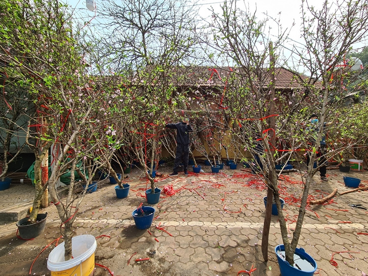 Thậm chí, thời điểm này đã có nhiều tiểu thương bán đào "xả hàng" để "chạy" dịch, nhưng lượng khách vẫn ít ỏi.