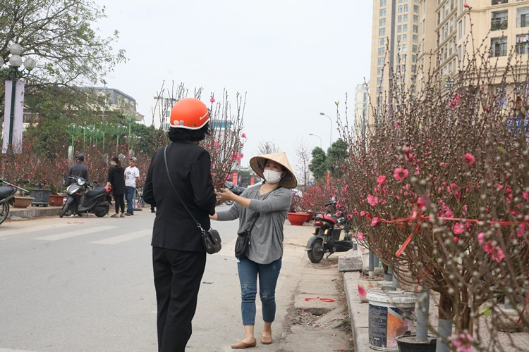 Do ảnh hưởng của dịch COVID-19, lượng khách mua hoa đào ở Lạc Long Quân càng giảm so với mọi năm.