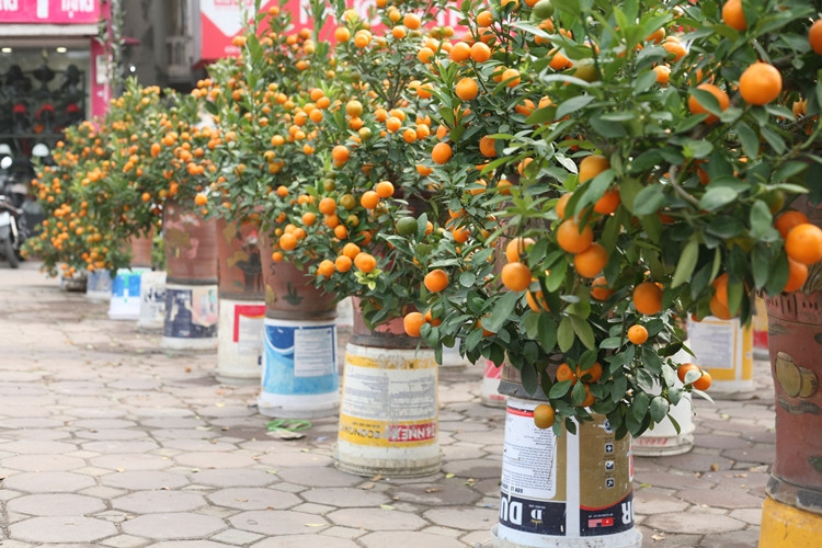 Những cây quất cảnh giá dao động từ 600 nghìn đồng đến vài triệu, được người bán xếp hàng dài chờ khách.