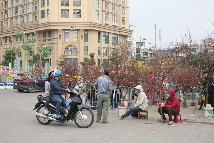 Những cành đào với đủ hình dáng, thế đẹp đã bung nở hoa “nóng lòng” chờ khách mua.