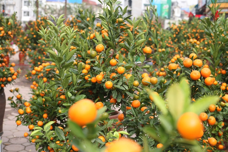 Quất cảnh quả chín vàng, đẹp mã nhưng tiêu thụ chậm.