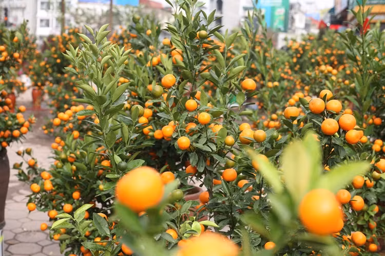 Quất cảnh quả chín vàng, đẹp mã nhưng tiêu thụ chậm.