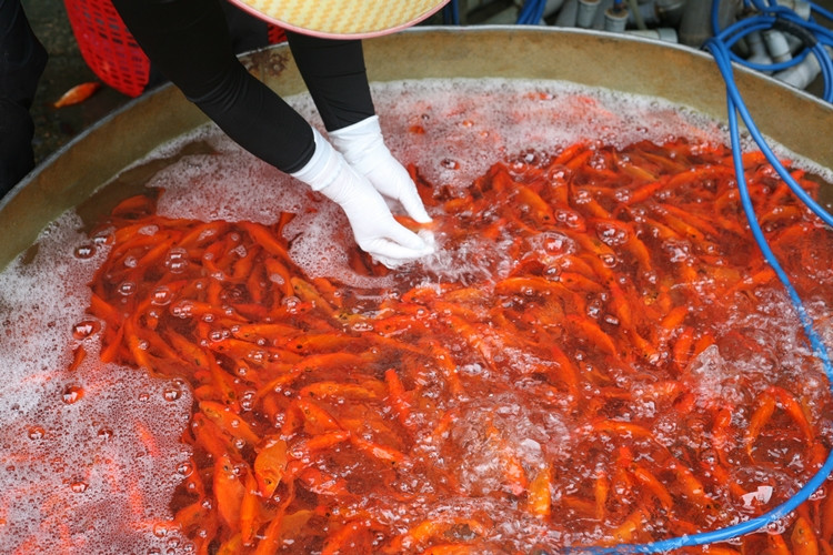 Những con cá chép được tiểu thương lựa chọn một cách kỹ lưỡng trước khi bán cho người dân.