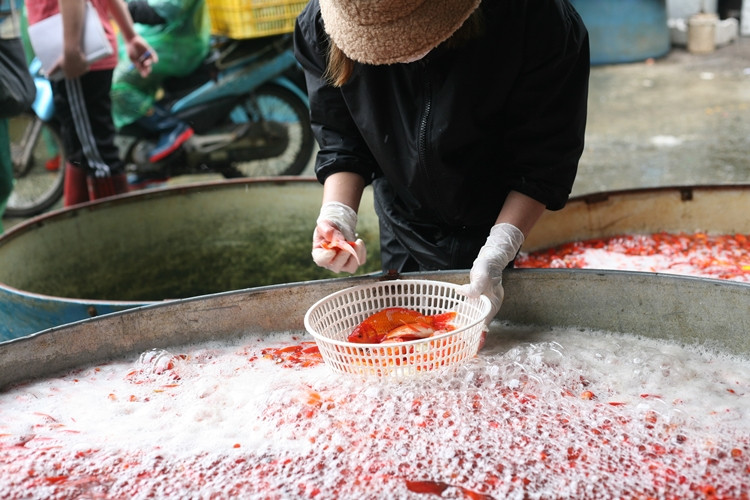 Cá chép sau khi chọn xong nhanh chóng được tiểu thương cho vào rổ hoặc thùng nhựa, đưa lên cân. Động tác thực hiện nhanh chóng để tránh tình trạng cá chép bị thiếu nước dẫn đến bị chết.