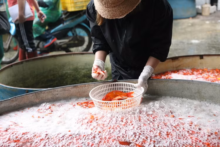 Cá chép sau khi chọn xong nhanh chóng được tiểu thương cho vào rổ hoặc thùng nhựa, đưa lên cân. Động tác thực hiện nhanh chóng để tránh tình trạng cá chép bị thiếu nước dẫn đến bị chết.