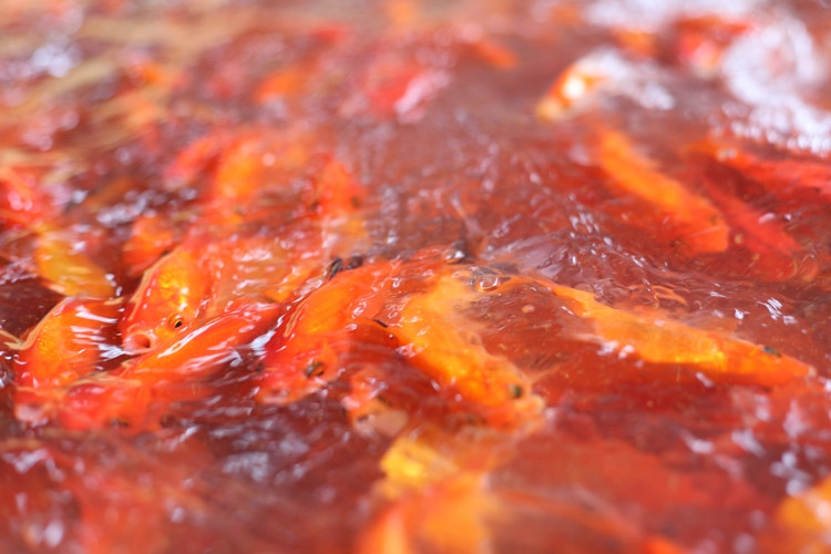 Tiểu thương cho biết, dù dịch bệnh COVID-19 diễn biến phức tạp nhưng không ảnh hưởng lắm đến giá cá chép năm nay. Năm ngoái giá cá chép rơi khoảng 130-150 nghìn đồng/kg, năm nay giá cũng khoảng 150 nghìn/kg, tuỳ từng loại.