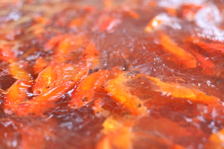 Tiểu thương cho biết, dù dịch bệnh COVID-19 diễn biến phức tạp nhưng không ảnh hưởng lắm đến giá cá chép năm nay. Năm ngoái giá cá chép rơi khoảng 130-150 nghìn đồng/kg, năm nay giá cũng khoảng 150 nghìn/kg, tuỳ từng loại.