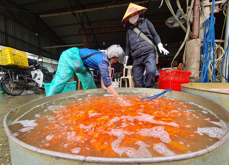 Phổ biến nhất tại chợ Yên Sở là cá vàng, đỏ được các thương lái đưa về từ các vùng quê ở Phú Thọ, Hải Dương, Nam Định, Hưng Yên...