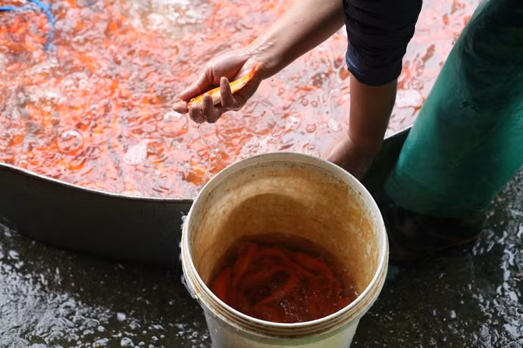 "Mọi năm tôi mang 1 tấn cá lên chợ nhưng do năm nay dịch bệnh COVID-19, sợ người dân không đi mua cá dẫn đến bán không hết hàng nên số lượng giảm đi gần một nửa", - một tiểu thương chia sẻ.