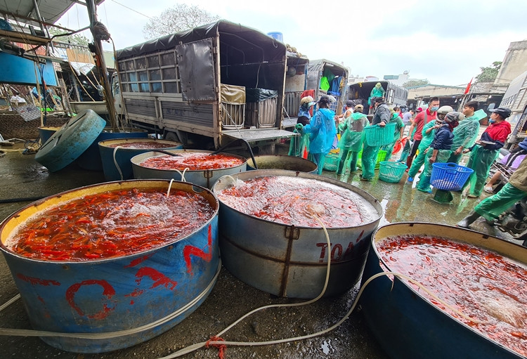 Ghi nhận của PV Kiến Thức ngày 2/2/2021, hai ngày trước ngày 23 tháng Chạp (Tết ông Công ông Táo) chợ cá Yên Sở (Hoàng Mai, Hà Nội) luôn nhộn nhịp các xe ô tô chở cá chép phóng sinh từ tờ mờ sáng đến đầu giờ chiều.