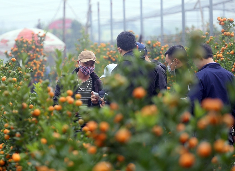 Hình ảnh nhiều khách kéo đến làng quất Tứ Liên để lựa cho gia đình những chậu quất cảnh ưng ý, trưng bày trong dịp Tết này khiến bầu không khí nơi đây trở nên nhộn nhịp hơn.
