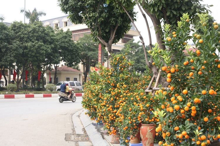 Khác hẳn cảnh tượng nhộn nhịp ở làng quất Tứ Liên, tại các chợ hoa Tết nằm trên đường Lạc Long Quân, đường Bưởi (Hà Nội),… đang rơi vào cảnh đìu hiu.