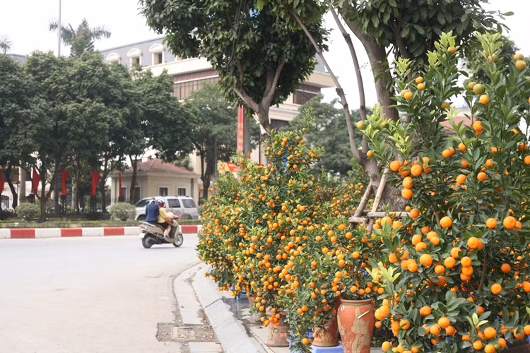 Khác hẳn cảnh tượng nhộn nhịp ở làng quất Tứ Liên, tại các chợ hoa Tết nằm trên đường Lạc Long Quân, đường Bưởi (Hà Nội),… đang rơi vào cảnh đìu hiu.