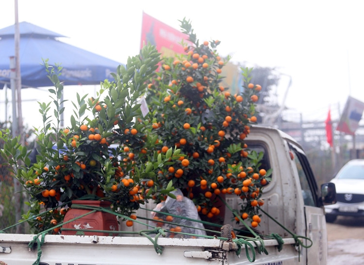 Những chiếc xe máy, xe tải nhỏ,.. chở quất cảnh ra vào các vựa quất ở Tứ Liên liên tục.