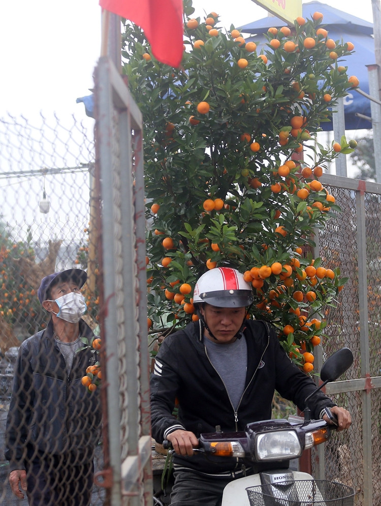 Cánh tài xế xe ôm, xe ba gác, xe tải chở quất thuê theo nhu cầu của khách cũng luôn tay, luôn chân “hốt bạc” dịp này.