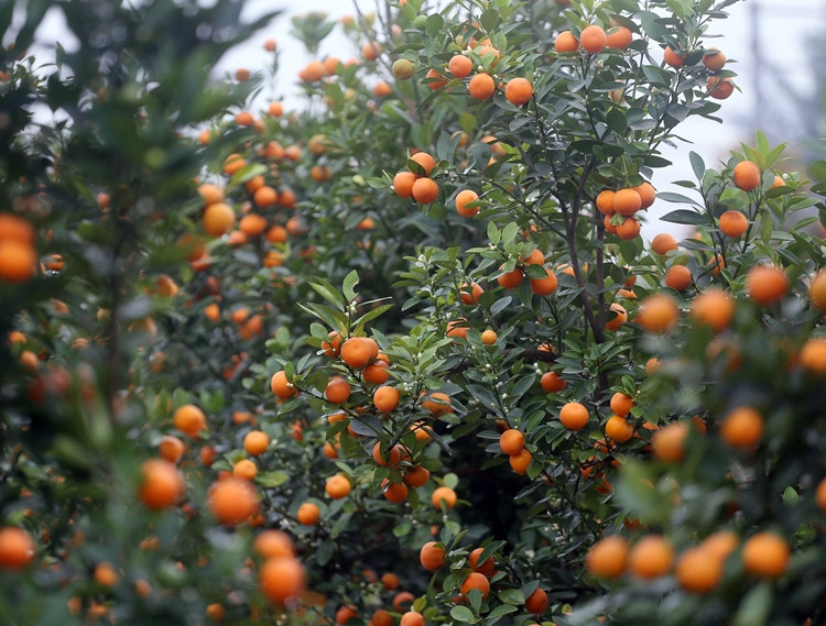 Giá của chậu quất cảnh nhỏ được bán ngay tại vườn ở Tứ Liên ở thời điểm này giao động từ 3-5 triệu đồng; chậu to và "khủng" giá thành rơi khoảng 4-10 triệu đồng.