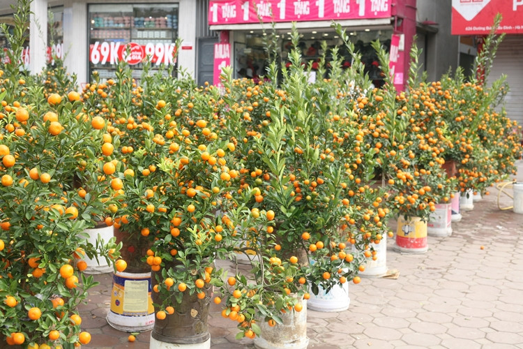 Nhiều gian hàng bày bán quất cảnh ở khu vực đường Bưởi vắng bóng khách hàng những ngày cận Tết.