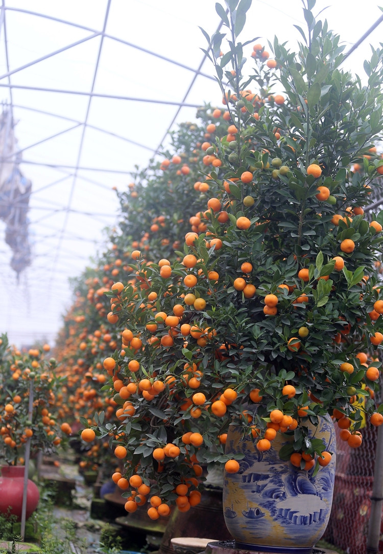 Một chủ vườn chia sẻ, quất cảnh Tứ Liên năm nay được mùa, cho ra quả to, chín vàng đúng thời điểm Tết nhưng giá thành lại rẻ hơn so với các năm khác.