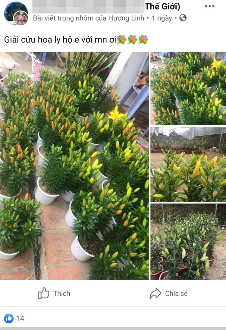 Các thông tin được đăng tải kêu gọi cộng đồng mạng “giải cứu” hoa ly với mức giá khá thấp.