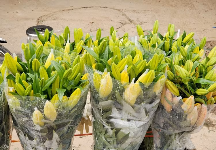 Một bó hoa ly vàng thơm, gồm 10 cành, bông to, có từ 6-9 tai bán 100 nghìn đồng ở chợ hoa Quảng Bá.