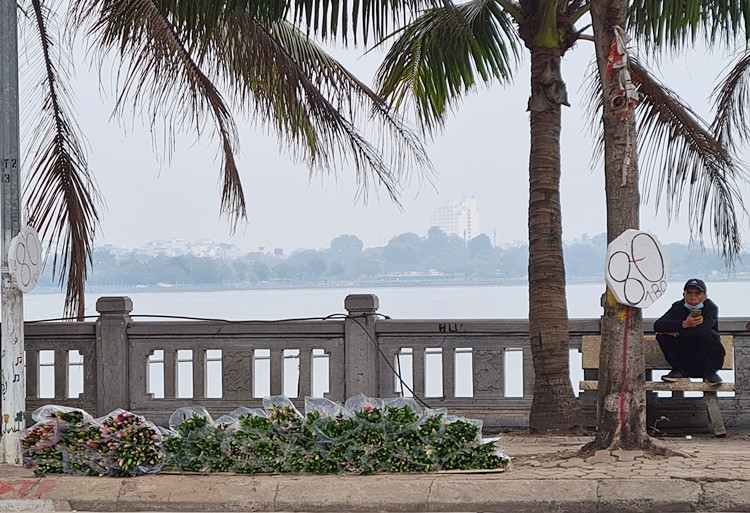 Người bán quê ở Vĩnh Phúc này cho biết, từ Tết, gia đình anh phải huy động hết anh em xuống Hà Nội, chia nhau ra nhiều điểm để bán khoảng 4 sào ly đang đến kỳ thu hoạch. Mặc dù giá niêm yết 80 nghìn đồng/bó, nhưng nếu khách mua nhiều, từ 5 bó trở lên giá sẽ được giảm thấp hơn.