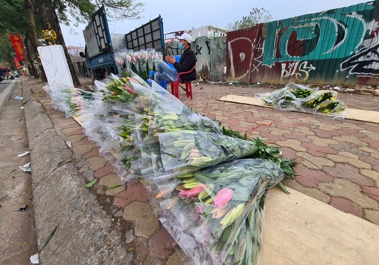 Dọc vỉa hè tuyến đường Lạc Long Quân (Hà Nội) hoa ly được bày bán la liệt với giá "mềm" hơn 80 nghìn đồng/bó 10 cành.