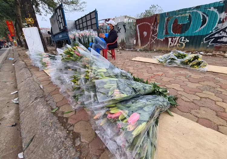 Dọc vỉa hè tuyến đường Lạc Long Quân (Hà Nội) hoa ly được bày bán la liệt với giá "mềm" hơn 80 nghìn đồng/bó 10 cành.