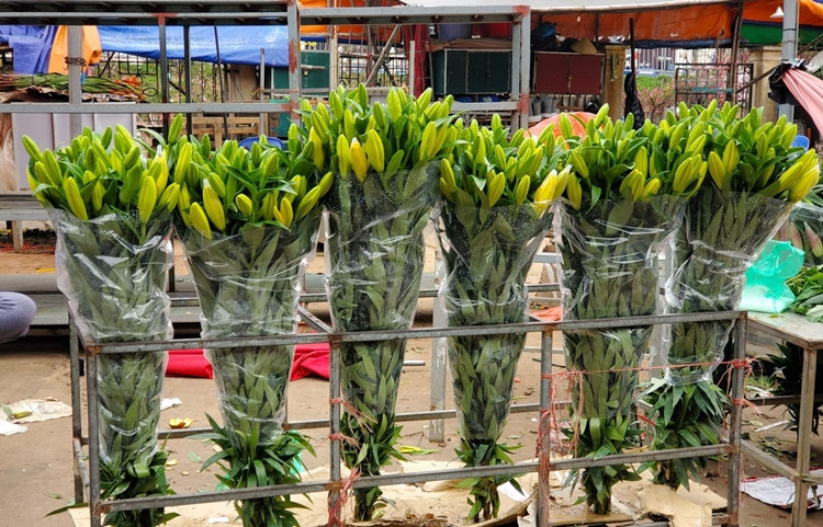 Người bán cho hay, sở dĩ giá hoa ly lao dốc như vậy vì năm nay các vườn hoa nở muộn và bị ảnh hưởng bởi dịch bệnh COVID-19, các lễ hội không tổ chức dẫn đến nhu cầu về hoa giảm, khó tiêu thụ.