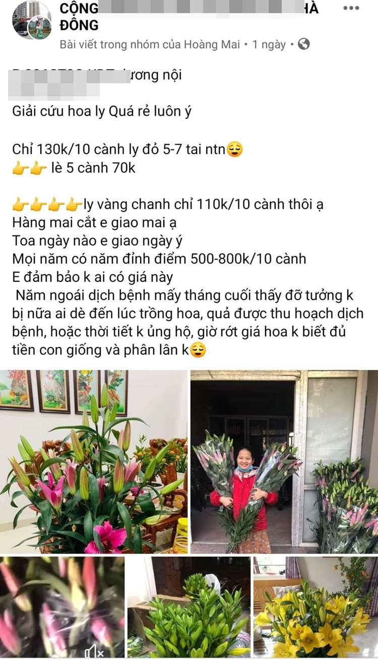 Trong khi đó, trên các hội, nhóm bán hàng online xuất hiện nhan nhản các bài đăng bán hoa ly, hay “giải cứu” hoa ly với nhiều mức giá cũng không quá cao tùy vào giống ly, cành ngắn dài, xấu đẹp và màu sắc khác nhau.