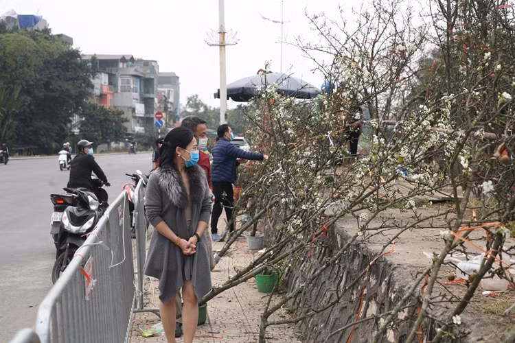 Nhiều lượt khách đến xem và hỏi mua lê trắng dọc con phố đê Âu Cơ.