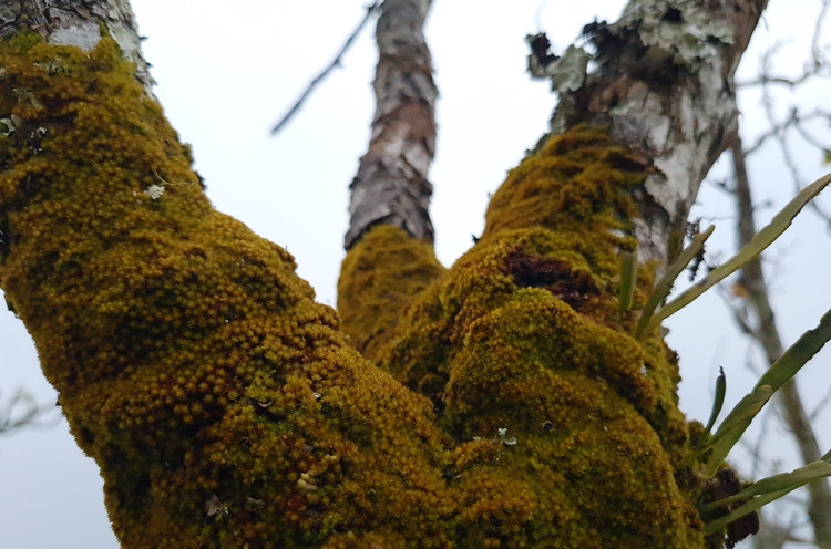 Nhiều cành lê mốc, cằn cỗi, rêu phủ đầy càng thu hút khách sành chơi.