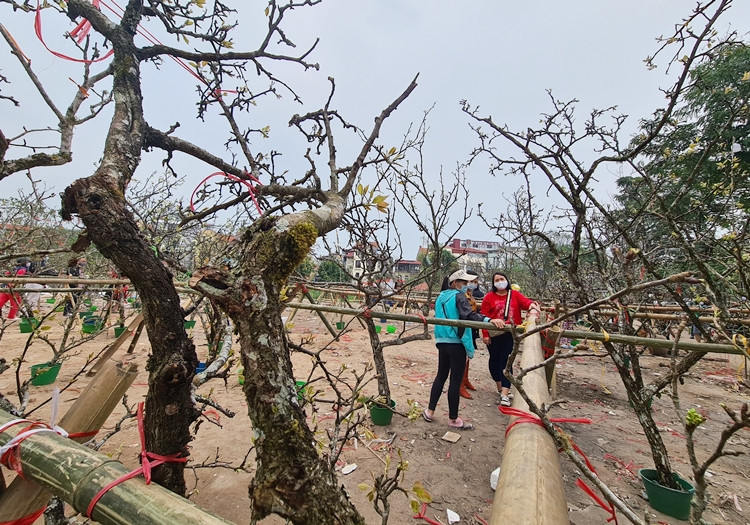 Những cành lê nở hoa trắng muốt với đủ kích thước lớn, nhỏ được tiểu thương giới thiệu vận chuyển từ Sơn La, Sapa hay Lai Châu xuống Hà Nội bán cho khách hàng sau Tết Nguyên đán.